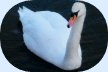 Swan logo